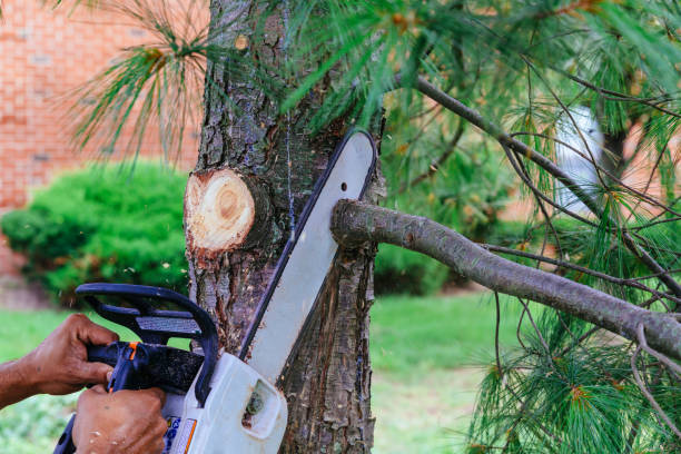 Best Tree Cutting Near Me  in Ozk, AR